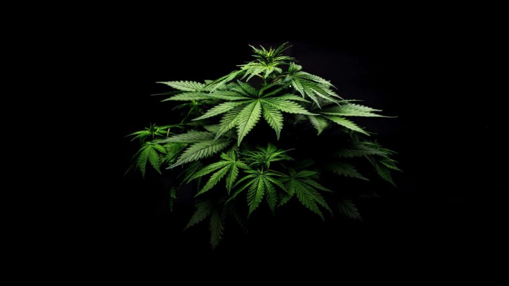 cannabis dark web