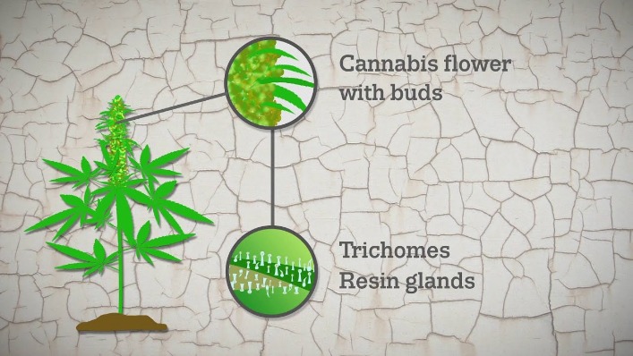 Best Darknet Markets For Marijuana
