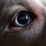 Dark Web Sites