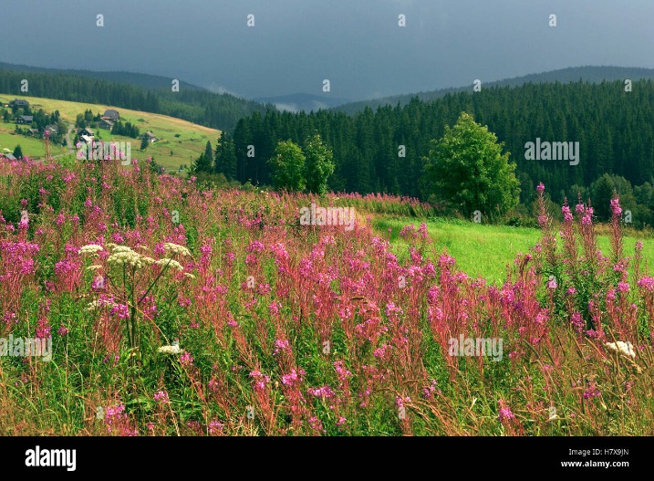 bohemia url