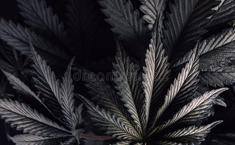 buying drugs off darknet